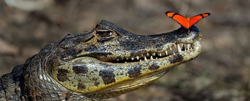 Все о крокодилах в Гусиноозерске | ЗооТом портал о животных