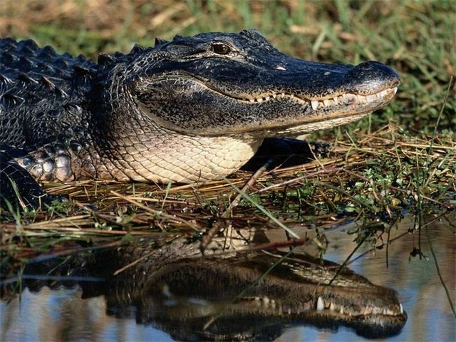 Породы крокодилов в Гусиноозерске | ЗооТом портал о животных