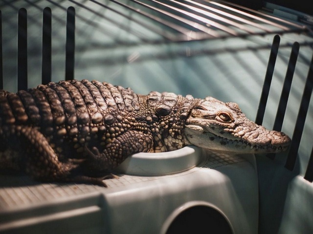 Содержание крокодилов и уход за ними в Гусиноозерске | ЗооТом портал о животных