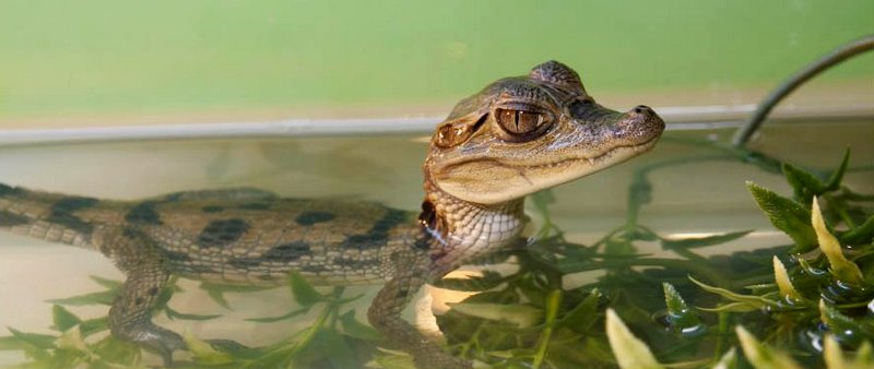 Содержание крокодилов и уход за ними в Гусиноозерске | ЗооТом портал о животных