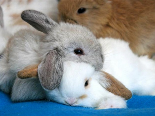 Статьи о кроликах в Гусиноозерске | ЗооТом портал о животных