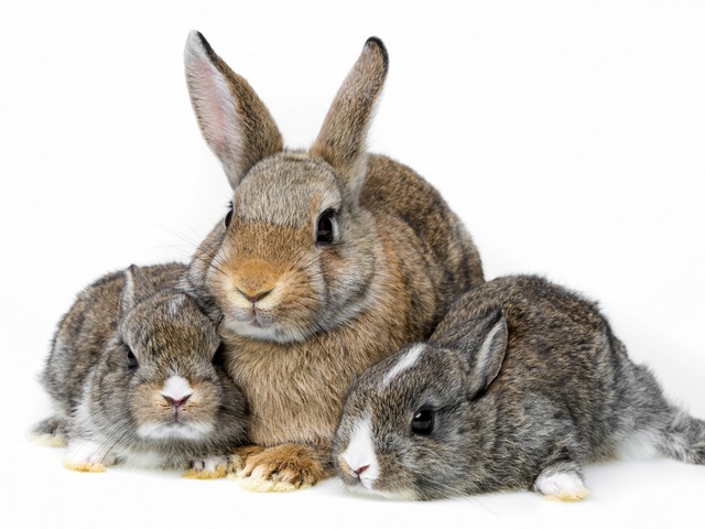 Все о кроликах в Гусиноозерске | ЗооТом портал о животных