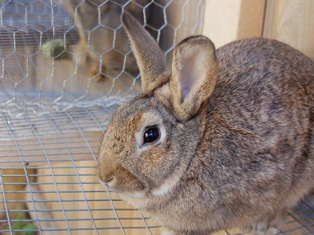 Содержание кроликов и уход за ними в Гусиноозерске | ЗооТом портал о животных