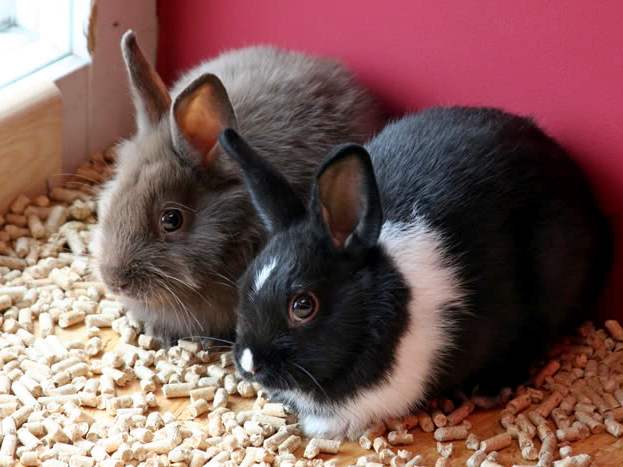 Содержание кроликов и уход за ними в Гусиноозерске | ЗооТом портал о животных