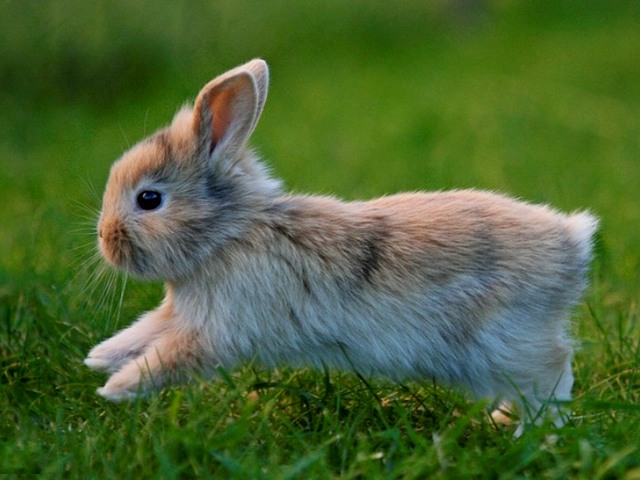 Статьи о кроликах в Гусиноозерске | ЗооТом портал о животных