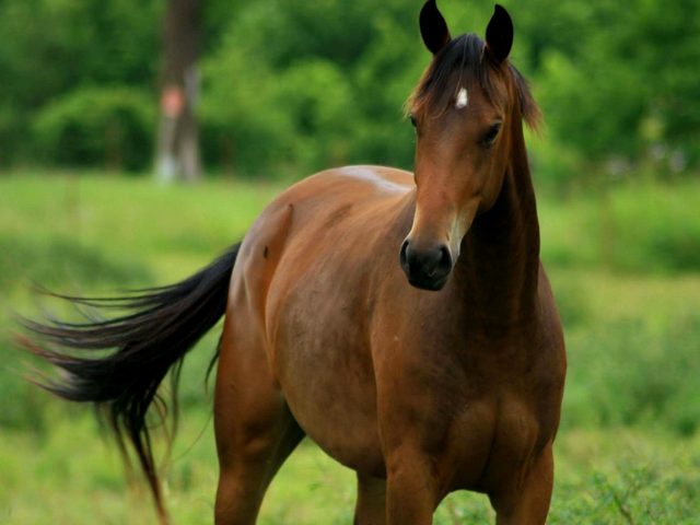 Содержание лошадей и уход за ними в Гусиноозерске | ЗооТом портал о животных