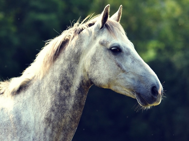 Уход за лошадьми в Гусиноозерске | ЗооТом портал о животных