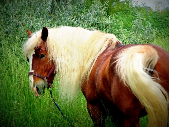 Породы лошадей в Гусиноозерске | ЗооТом портал о животных