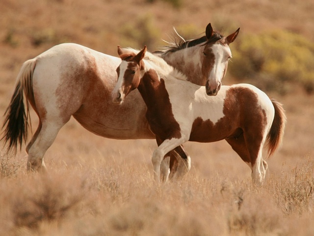 Интересные факты лошадях в Гусиноозерске | ЗооТом портал о животных