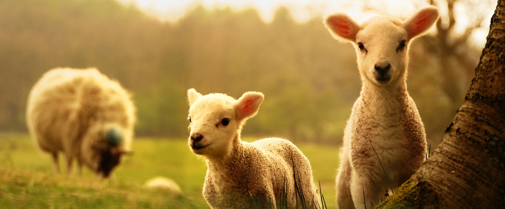 Объявления о сельскохозяйственных животных | ЗооТом - продажа, вязка и услуги для животных в Гусиноозерске