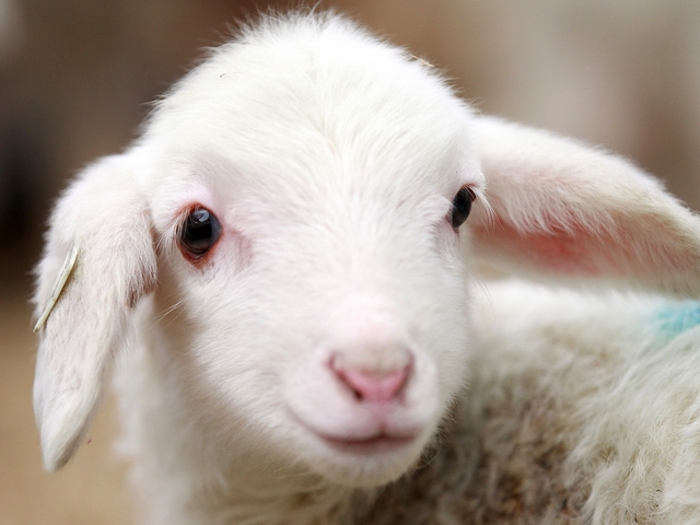 Овцы и бараны в Гусиноозерске | ЗооТом портал о животных