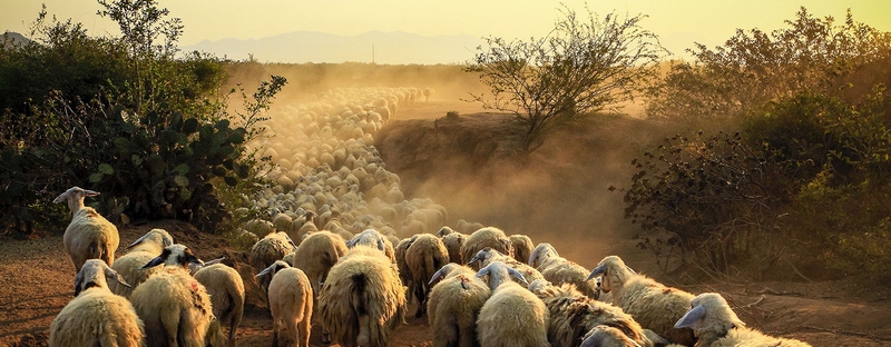 Все об овцах в Гусиноозерске | ЗооТом портал о животных