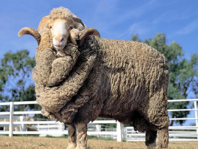 Породы овец в Гусиноозерске | ЗооТом портал о животных