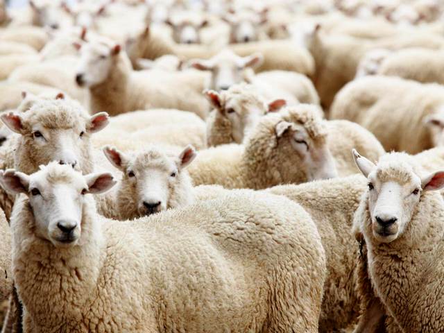 Породы овец в Гусиноозерске | ЗооТом портал о животных