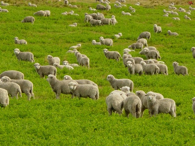 Содержание овец и уход за ними в Гусиноозерске | ЗооТом портал о животных