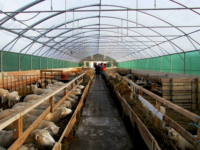 Содержание овец и уход за ними в Гусиноозерске | ЗооТом портал о животных