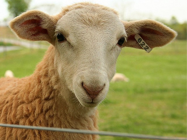 Статьи об овцах в Гусиноозерске | ЗооТом портал о животных