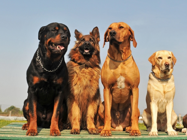 Крупные породы собак в Гусиноозерске | ЗооТом портал о животных