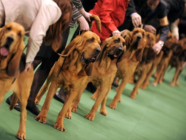 Выставки собак в Гусиноозерске