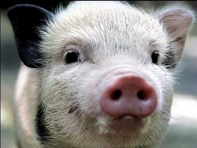 Породы свиней в Гусиноозерске | ЗооТом портал о животных