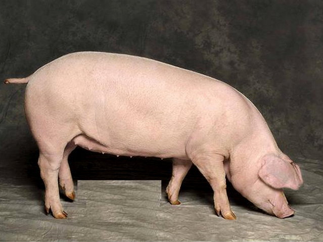 Породы свиней в Гусиноозерске | ЗооТом портал о животных
