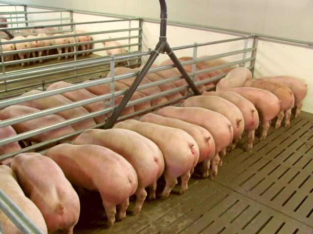 Содержание свиней и уход за ними в Гусиноозерске | ЗооТом портал о животных