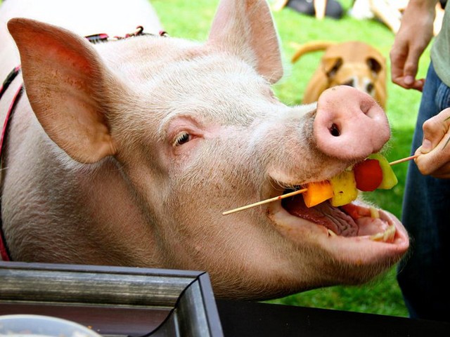 Статьи о свиньях в Гусиноозерске | ЗооТом портал о животных