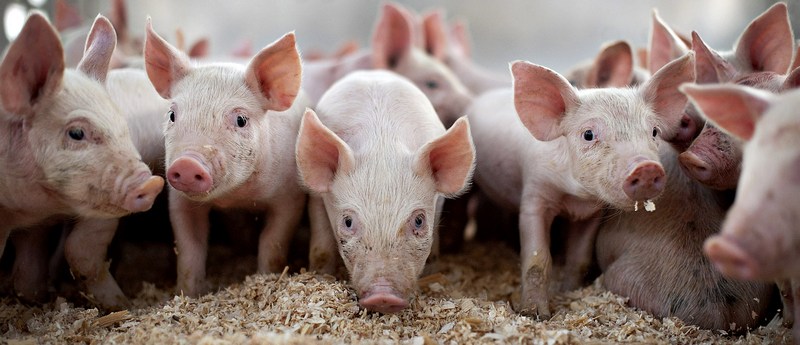 Все о свиньях в Гусиноозерске | ЗооТом портал о животных