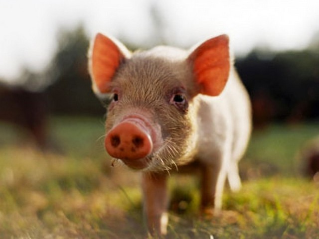 Все о свиньях в Гусиноозерске | ЗооТом портал о животных