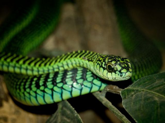Породы змей в Гусиноозерске | ЗооТом портал о животных