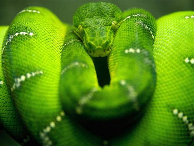 Породы змей в Гусиноозерске | ЗооТом портал о животных