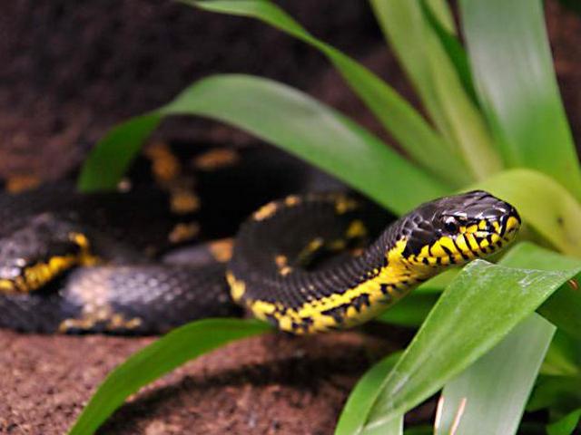 Содержание змей и уход за ними в Гусиноозерске | ЗооТом портал о животных