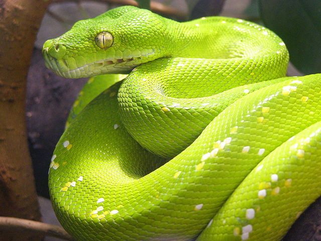 Содержание змей и уход за ними в Гусиноозерске | ЗооТом портал о животных