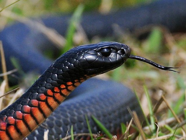 Все о змеях в Гусиноозерске | ЗооТом портал о животных
