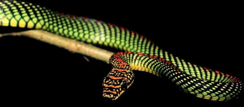 Все о змеях в Гусиноозерске | ЗооТом портал о животных